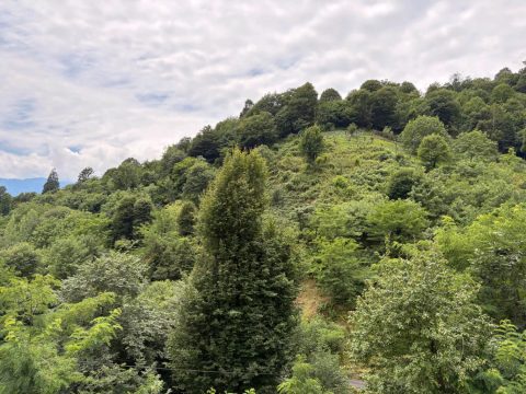 جنگلی ویلاتو