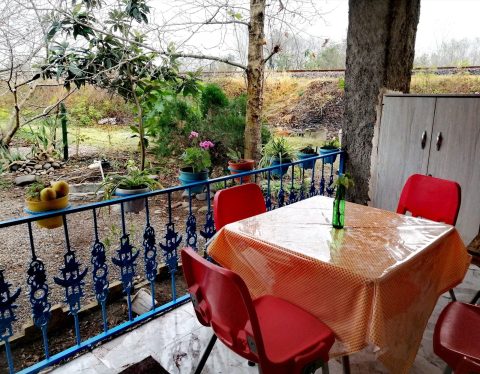 چی چی نی