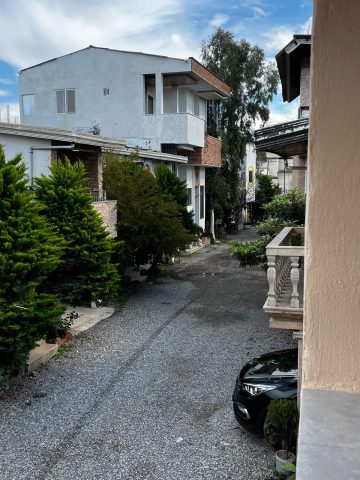 زیتون (16)